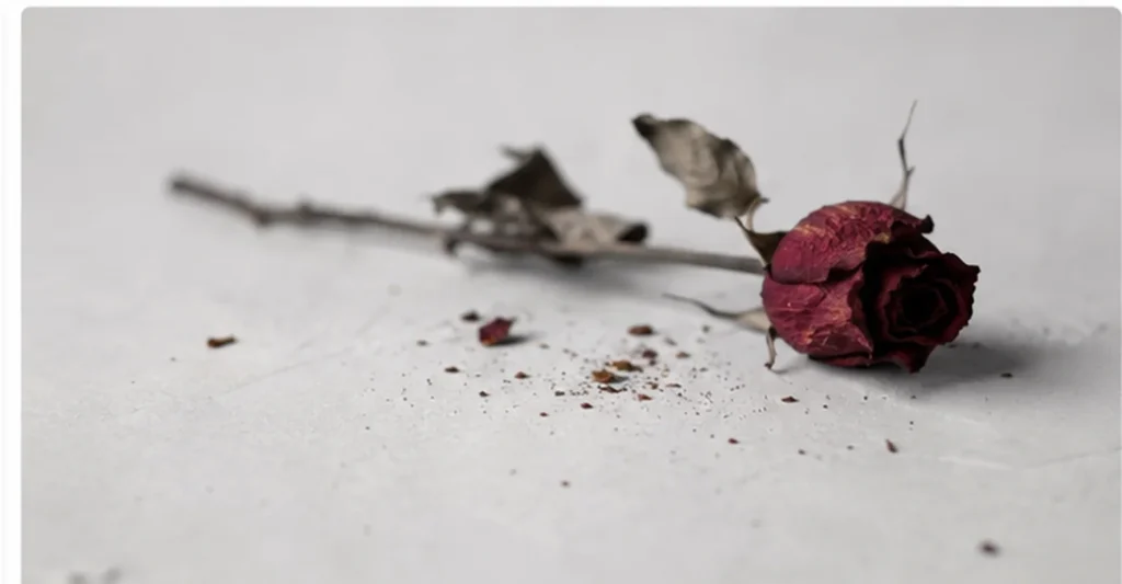 A dried red rose on a pale surface, symbolizing the end of a relationship and moving on after a breakup.